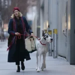 “O Amigo” (2024): quando o luto encontra companhia inesperada