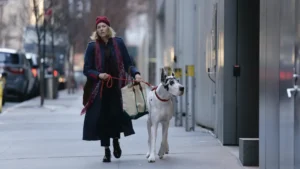 Leia mais sobre o artigo “O Amigo” (2024): quando o luto encontra companhia inesperada