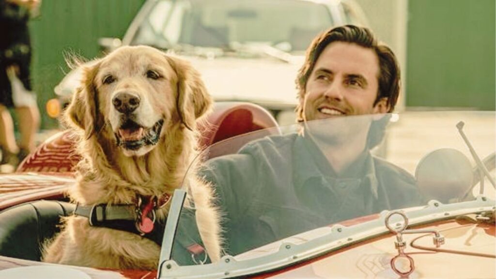 Filmes com cachorros | Tem Um Filme